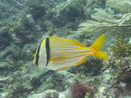 Porkfish IMG 6348